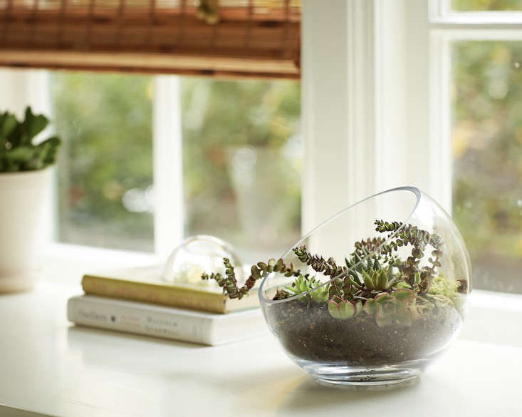 Gardening 101: How to Plant an Open Terrarium - Gardenista